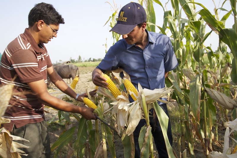 CIMMYT is collaborating with national partners in Nepal to support the expansion of registered hybrid maize and to help increase the cropâs productivity throughout the country. Photo: Ashok Rai/CIMMYT