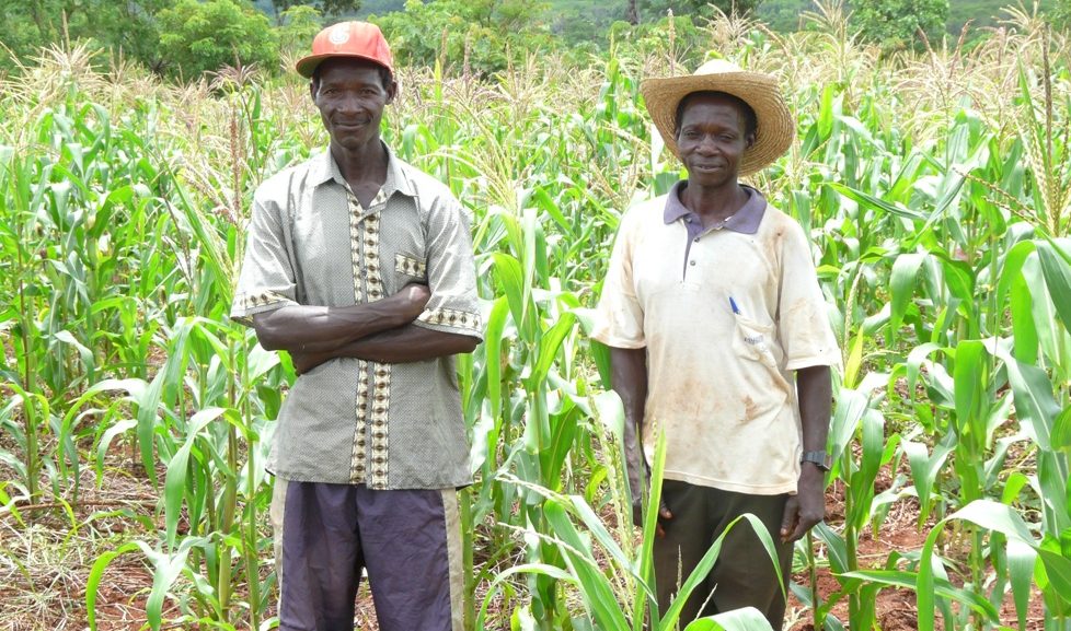 Araujo Njambo (right), a smallholder maize farmer in Mozambique, was used to the traditional way of farming that his family has practiced for generations, which required clearing a plot of land and burning all plant residues remaining on the soil to get a clean seedbed. However, as demand for land increases, this fuels deforestation and depletes soil nutrients. CIMMYT has been working with farmers like Njambo since 2006 to adapt sustainable intensification practices like CA to his circumstances. In remote areas of Mozambique, where Njambo’s farm is located, CA systems provide significant benefits during dry spells because farmers have no access to irrigation and depend only on rainfall. In the 2013-2014 cropping season, Njambo harvested his best maize yield in the last six years thanks to CA. Photo: Christian Thierfelder/CIMMYT