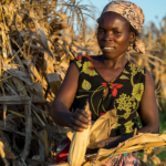 Drought is increasingly common in Malawi, leaving an estimated three million people in need of urgent humanitarian food assistance this year alone. However, a fortunate few will escape hunger, including more than 400 farmers and their families in Balaka, southern Malawi, who have been practicing CA over the last 12 years. "Few farmers have livestock in Balaka, so crop residues can be kept on the fields instead of feeding them to cattle," according to Thierfelder, who says Malawi presents a good case for conservation agriculture. CIMMYT and its strategic development partner Total LandCare have helped more than 65,000 farmers adopt CA systems throughout the entire country. Above, SIMLESA lead farmer Agnes Sendeza harvests maize ears on her farm in Tembwe, Salima District, Malawi. Photo: Peter Lowe/CIMMYT