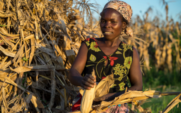 Drought is increasingly common in Malawi, leaving an estimated three million people in need of urgent humanitarian food assistance this year alone. However, a fortunate few will escape hunger, including more than 400 farmers and their families in Balaka, southern Malawi, who have been practicing CA over the last 12 years. "Few farmers have livestock in Balaka, so crop residues can be kept on the fields instead of feeding them to cattle," according to Thierfelder, who says Malawi presents a good case for conservation agriculture. CIMMYT and its strategic development partner Total LandCare have helped more than 65,000 farmers adopt CA systems throughout the entire country. Above, SIMLESA lead farmer Agnes Sendeza harvests maize ears on her farm in Tembwe, Salima District, Malawi. Photo: Peter Lowe/CIMMYT