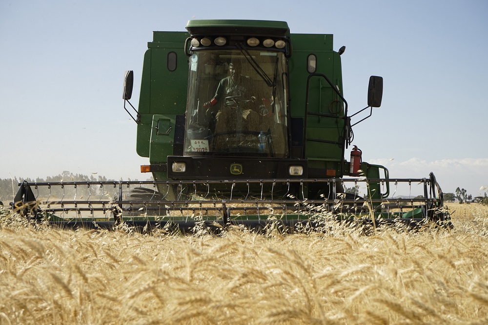 A contractor operating his Combine harvester in wheat field Boru Lencha village, Hetosa district in Ethiopia. Photo: P.Lowe/CIMMYT