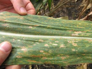 The first stage of fungal maize disease TSC, with tiny, black “tar spots” covering the leaf. The spots will soon turn into lesions that kill the leaf, preventing photosynthesis from occurring.