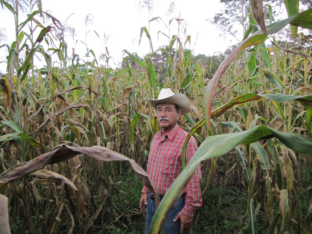 Corzo Jimenez in his maize field infected with TSC. Varieties made from SeeD bridging germplasm would allow him to protect his crop without applying expensive fungicides.