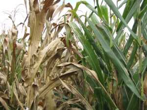 A susceptible maize variety infected with TSC (left) compared to a healthy maize plant , a resistant variety immune to the disease (right).