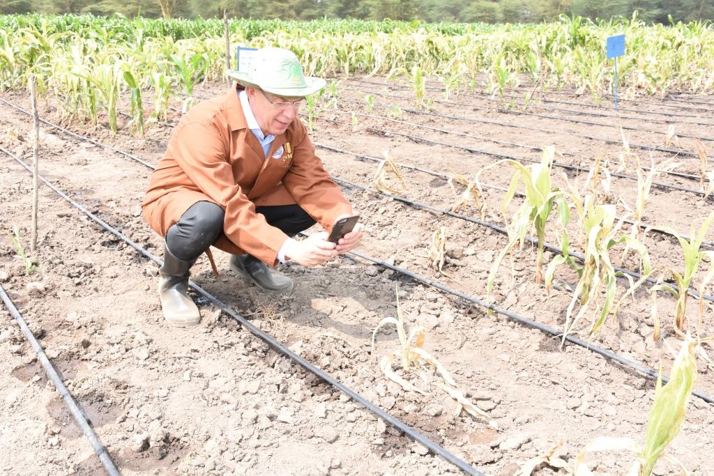 CIMMYT DG Martin Kropff studying an MLN affected plant. Photo: K. Kaimenyi/CIMMYT