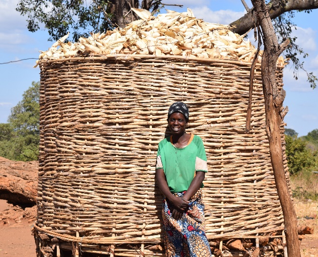 “With consistently impressive harvests thanks to DT maize varieties, I’m always assured that my family will have enough food, and I can earn a decent income from selling some grain," said Piri, a smallholder farmer in Petauke District, Zambia. Photo: CIMMYT/Rodney Lunduka.