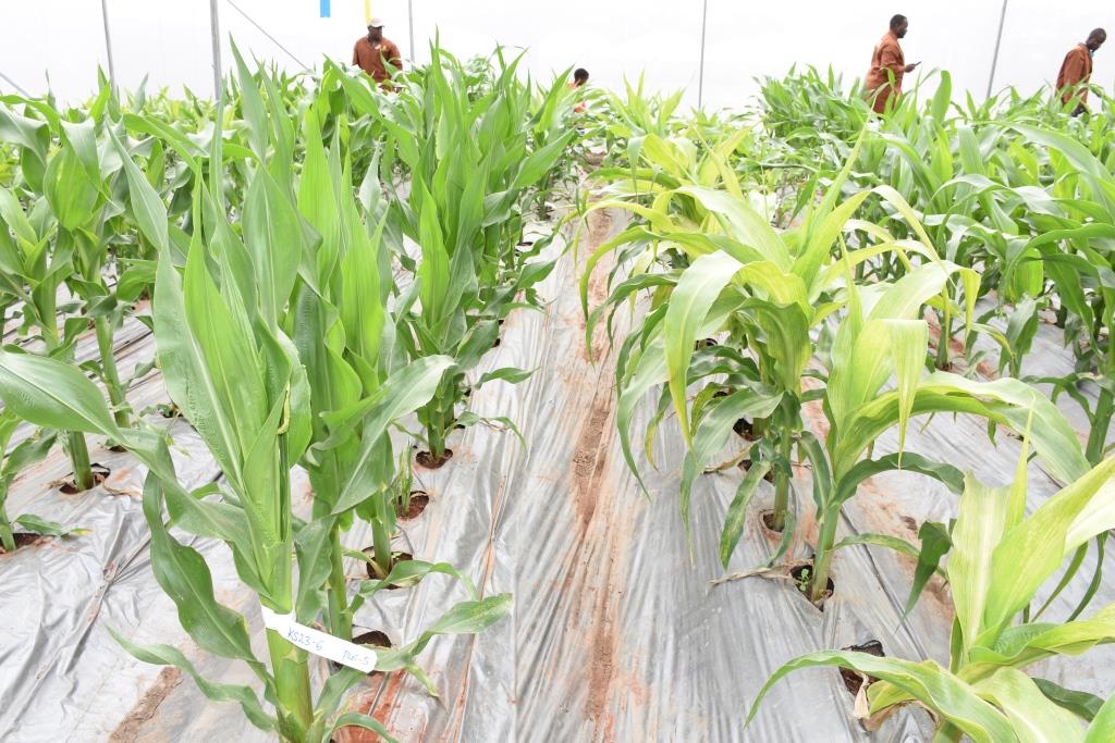 Did you know? •Over 60,000 entries have been tested at the MLN screening site in Naivasha, Kenya since 2013. • 16 private and public institutions including seed companies and national research organizations have screened their germplasm for MLN.