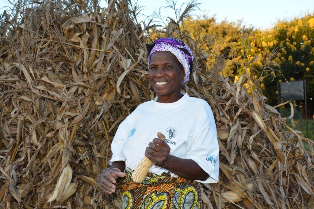 Margaret Chisangano harvested and sold 25 tons of drought tolerant maize from her 7-hectare plot in 2015, from 7.5 tons the previous season. This year, she expects to double her yields. With the extra income, Chisangano can feed her entire family and buy clothes, medicine and school supplies for her grandchildren. Photo: Johnson Siamachira/CIMMYT