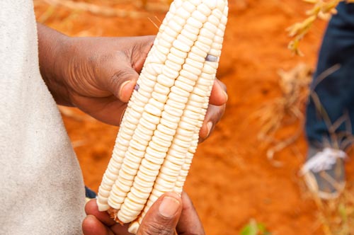 A picture of robust health and vitality: like most other improved DT maize varieties, KDV4 truly comes into its own in drought, and does even better when there is no drought. Photo credit: B. Wawa/CIMMYT