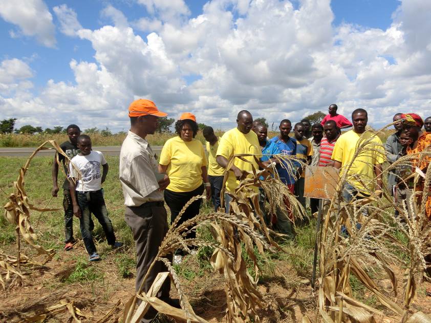 Kamano Seed Company works with extension agencies to train smallholder farmers on quality standards, field inspection and isolation distances to ensure the seed they produce meets the required standards. Photo: Kamano Seed Company