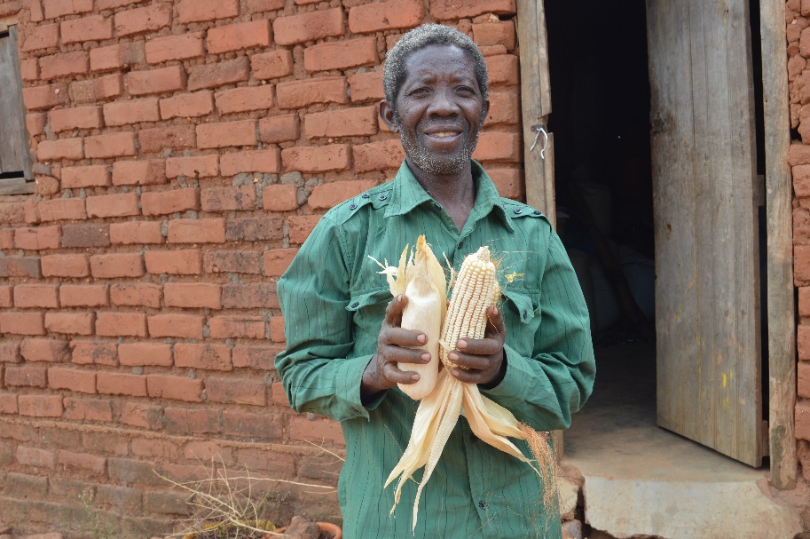 “Going forward, I will plant both local and drought-tolerant varieties for my family’s consumption and sale, respectively. I sell the DT maize exclusively to the government and wholesalers, so I get a fair price. With this income, I can focus on other projects,” Mwanza said. Photo: Kelah Kaimenyi/CIMMYT