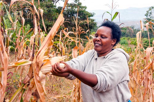 Sarah’s smile is due to KDV4 drought-tolerant maize. Her first-time ‘drought insurance’ venture has paid off, and she’s harvested more despite the drought than she normally does even in good years. Photo credit: B. Wawa/CIMMYT
