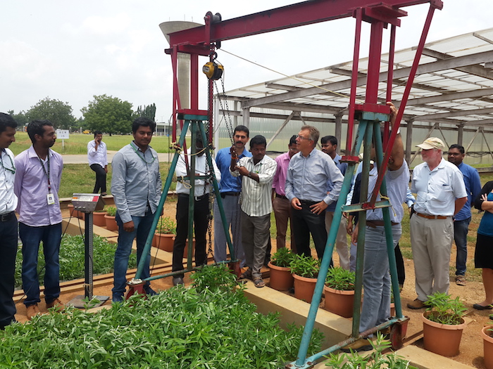 Observing the rhizotronics facility. Photo: CIMMYT