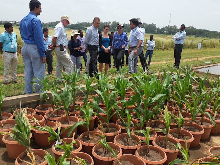 Observing water logging in maize. Photo: CIMMYT