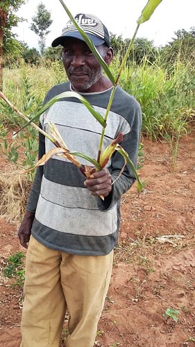 Poor pickings: Peter Masaku’s premature maize crippled by poor rains. Photo: B. Wawa/CIMMYT