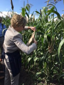 Bill & Melinda Foundation CEO Sue Desmond-Hellmann pollinates maize. Photo: Alfonso Cortes/ CIMMYT