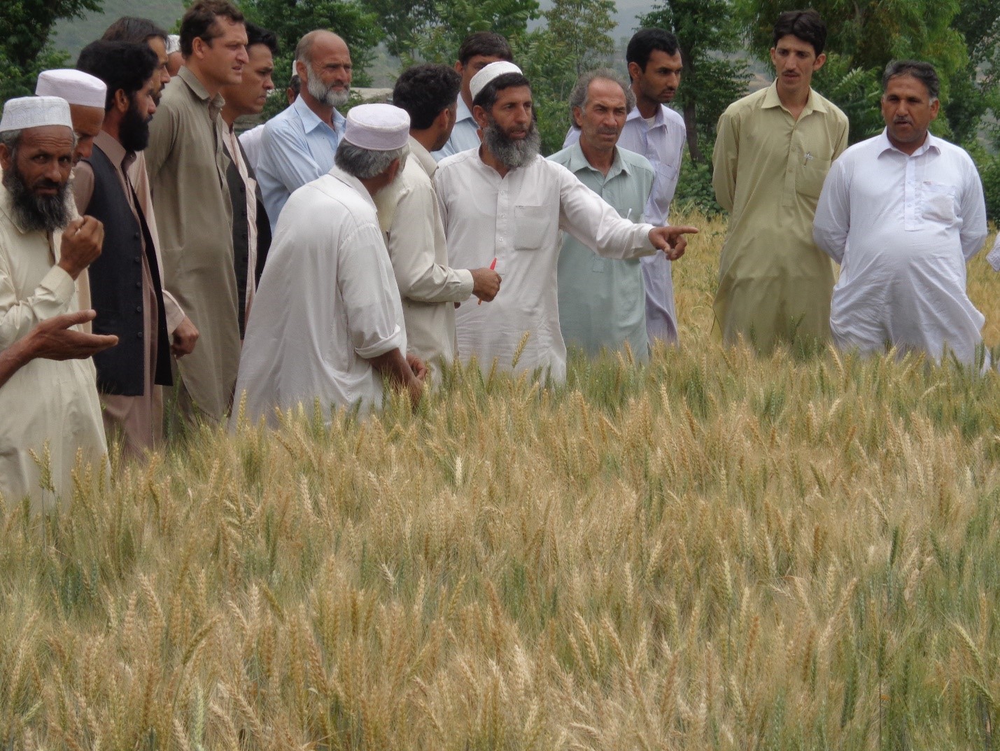 Want to learn more about CIMMYT's activities in Pakistan? Check out our news feed here. Photo: CIMMYT