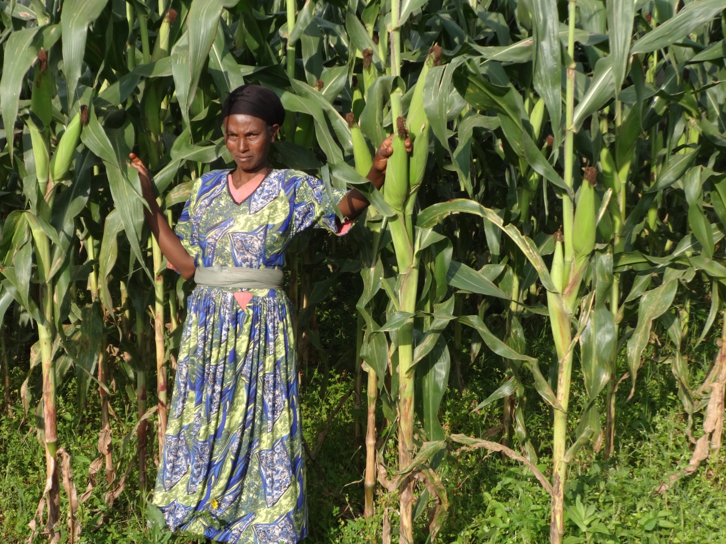 A QPM field demonstration in East Wollega, Ethiopia, showing the performance of BHQPY545, a QPM variety with yellow grain. Photo: CIMMYT