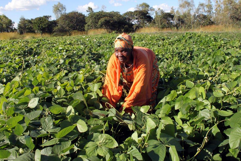 Joyce Chigama, working in her mucuna field, feeds her six livestock on legume diets. Her animals gained an average of nearly one kilogram (kg) per day for 60 days, allowing her to later sell five of these livestock for USD 3,000. Photo: Johnson Siamachira/CIMMYT.