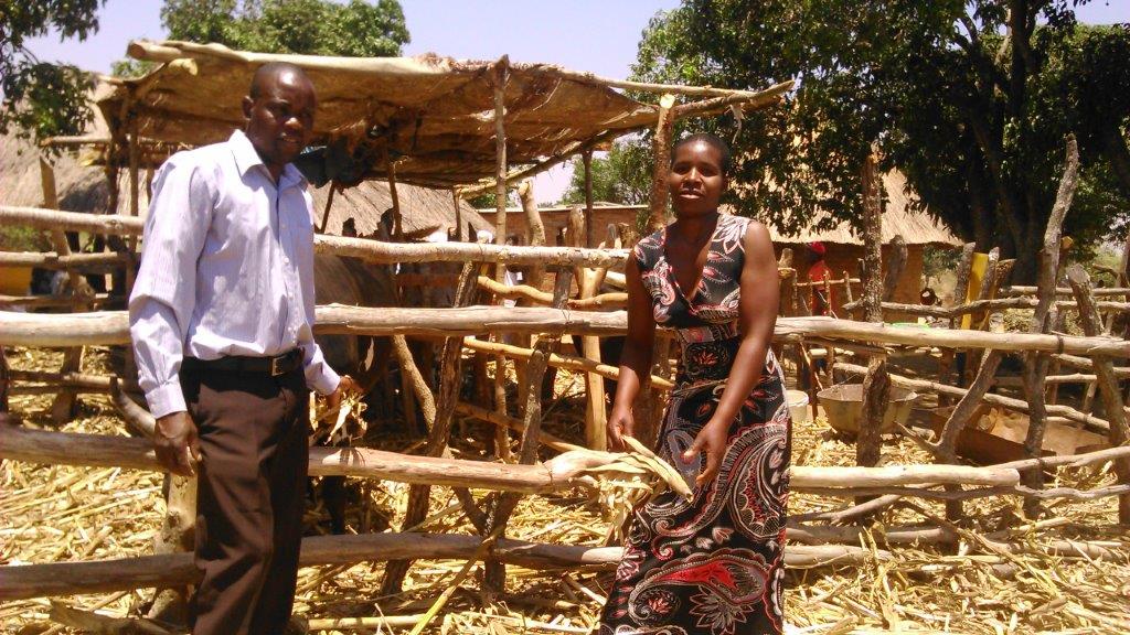 Ben Makono (left) has fed his cattle a legume-based diet and seen their selling price rise by an average of USD 200 per cow. Photo: Johnson Siamachira/CIMMYT.