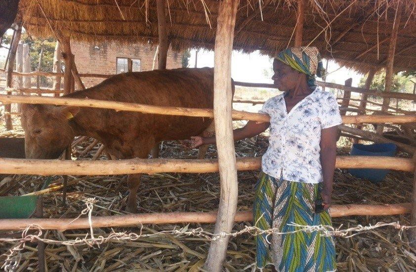 Theresa Gandazha is a smallholder dairy farmer whose first cow produced about 12 liters of milk per dayThe high cost of feed resulted in her barely breaking even when she sold the milk she produced. However, after adopting a legume-based diet for her cow, she has witnessed a dramatic increase in her income due to significantly reduced feed costs. The cow’s milk has increased its yield to 16 liters per day, earning Gandazha nearly USD 130 per month. Photo: Lovemore Gwiriri/ILRI