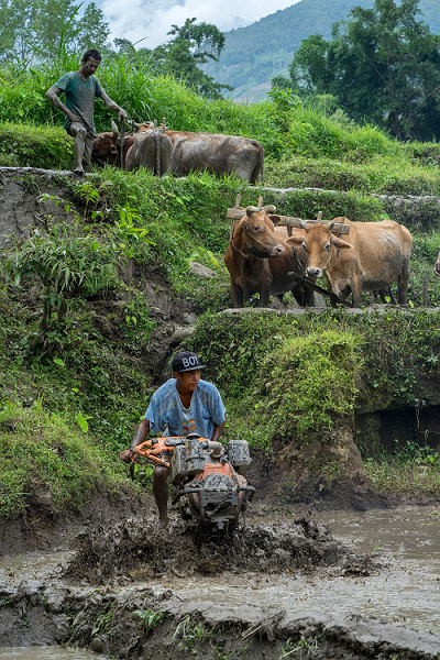 An Earthquake Recovery Support Program beneficiary operates the lightweight and versatile mini-tiller, which is easier and more cost-effective than using bullocks to plough fields. Photo: P. Lowe/CIMMYT