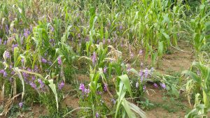 Striga flowered. Photo: CIMMYT/ James Njeru