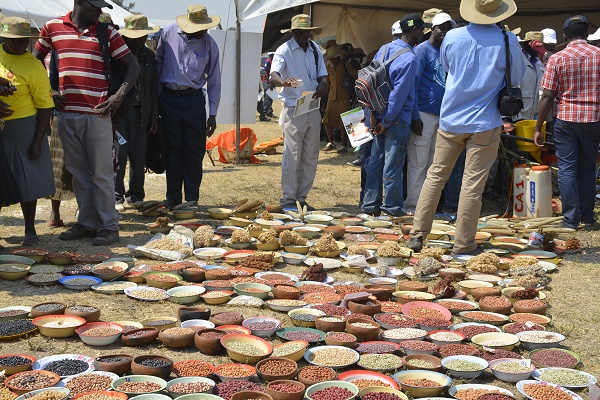 CIMMYT and partners recently held a seed fair in Mutoko, Zimbabwe to validate CIMMYT’s drought-tolerant and nutritious seed varieties. Above, smallholder farmers showcase their indigenous seeds as part of an information and technology exchange among various stakeholders. Photo: J. Siamachira/CIMMYT