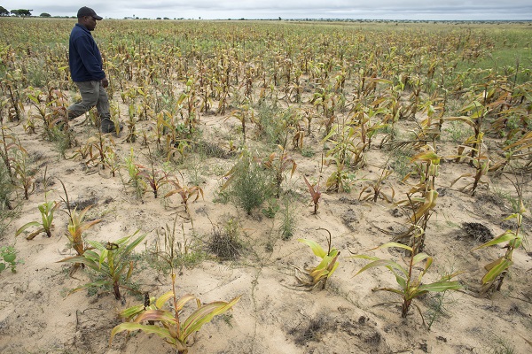CIMMYT technician Herbert Chipara inspects maize devastated by drought in Mutoko district, Zimbabwe. Photo: P. Lowe/CIMMYT