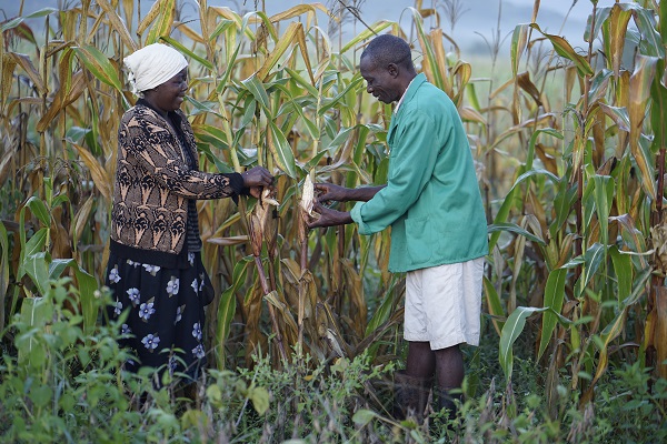 Husband and wife farmers Elphas Chinyanga (right) and Rita Gatsi tend their conservation agriculture demonstration plot in Pindukai village, Shamva district, Zimbabwe. Photo: P. Lowe/CIMMYT