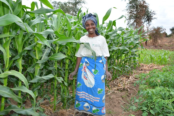 Maize farmers participating in SIMLESA are increasing yields and profits through sustainable intensification by increasing rotating and intercropping their maize with legumes. Above, smallholder farmer Lughano Mwangonde and sustainable intensification farmer in her conservation agriculture demonstration plot in Balaka district, Malawi. Photo: J. Siamachira/CIMMYT