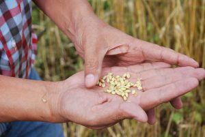 A scientist examines wheat grain. CIMMYT/Nathan Russell