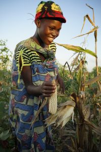 Any Chandida harvests maize cobs