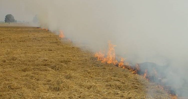 A suite of simple, climate-smart farming practices predicated for years by agricultural scientists holds the key to resource conservation, climate change and reduced pollution in South Asia. 