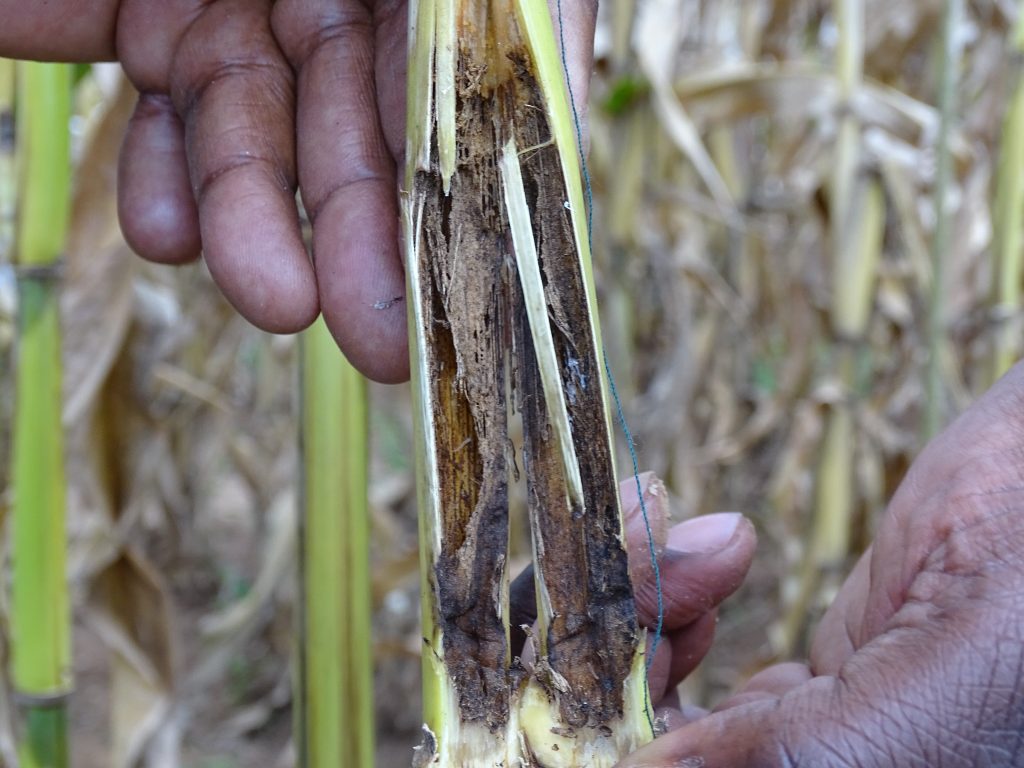 A maize stem infested by the African stem borer that is predominant in the highlands. B.Wawa/CIMMYT