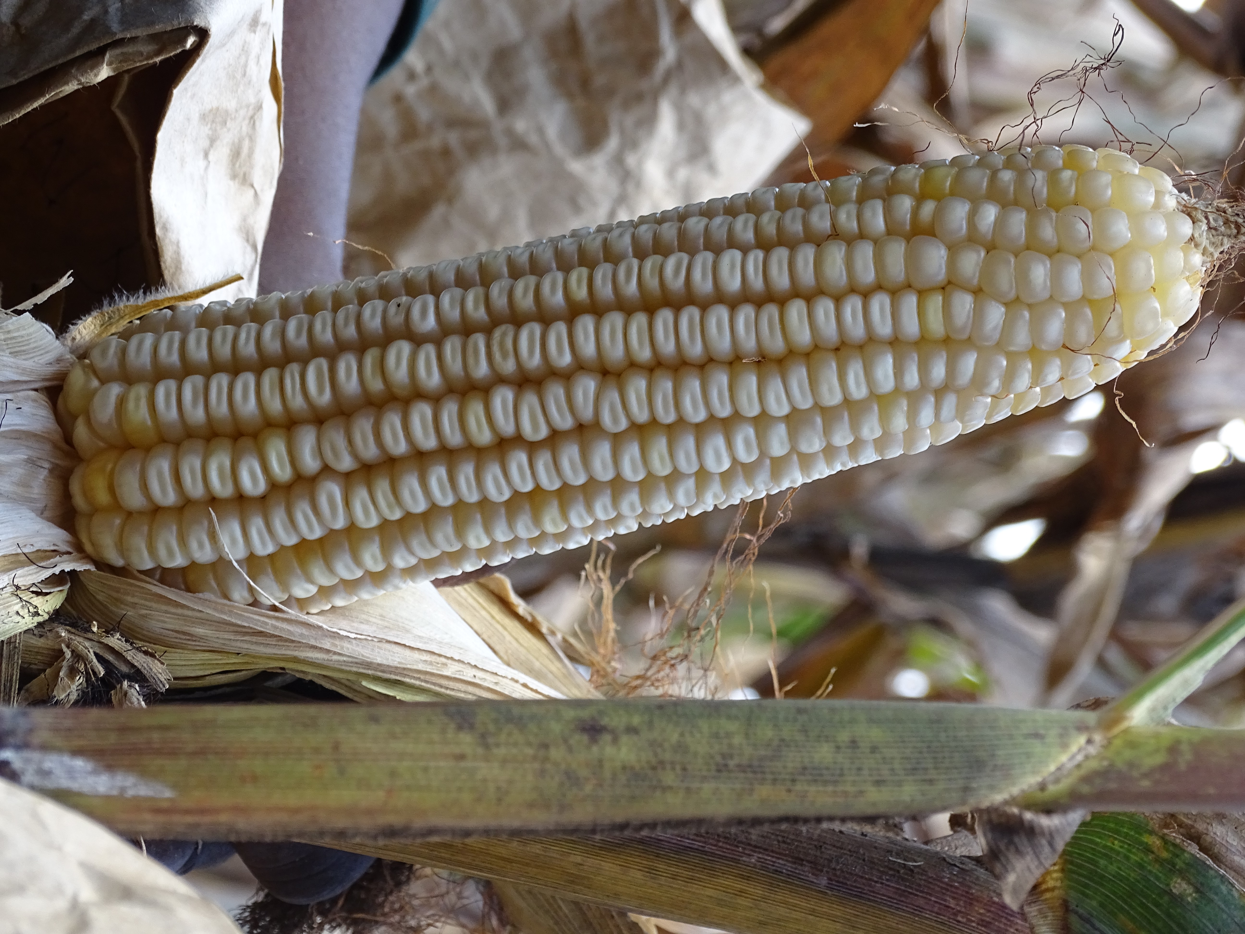 A Bt hybrid maize with resistance to the African stem borer and tolerant to drought harvested at Kitale research center, Kenya. B.Wawa/CIMMYT