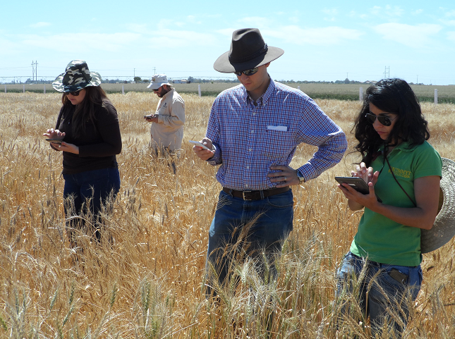 Trainees work with KDSmart phenotyping technology, one of the subjects taught in the new SeeD distance learning modules. Photo: G. Salinas/CIMMYT