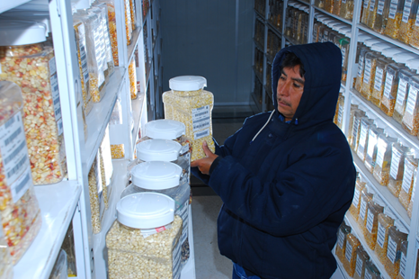 The CGIAR is one of the biggest suppliers and conservers of crop genetic diversity. CIMMYT's genebank contains around 28,000 unique samples of maize seed—including more than 24,000 landraces; traditional, locally-adapted varieties that are rich in diversity—and 150,000 of wheat, including related species for both crops. Photo: X. Fonseca/CIMMYT.