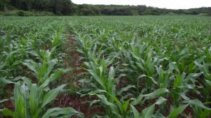 Maize growing in Santa Enna demonstration module in Hopelchen, Campeche, Mexico.