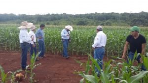 Technician Vladimir May Tzun visits Santa Enna research platform to make fertility checks in Hopelchen, Campeche. (Photo: CIMMYT)