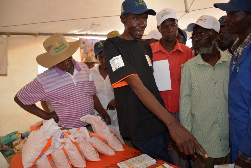 The orange maize was showcased at a seed fair in Mutoko district, Zimbabwe. In addition to high yielding, disease resistant and drought-tolerant, the maize variety reduces farmers’ vulnerability to the effects of drought and other stresses, such as heat. Photo: J. Siamachira/CIMMYT.