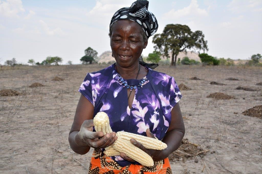Appollonia Marutsvaka shows off her drought- and heat-tolerant maize cobs harvested through a CIMMYT project. Photo: J. Siamachira/CIMMYT
