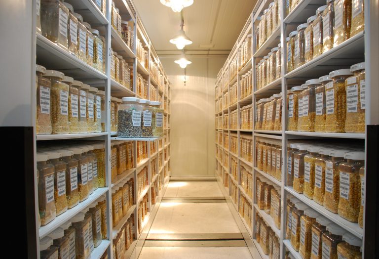 Maize collections held at the CIMMYT genebank in Mexico. Photo: CIMMYT