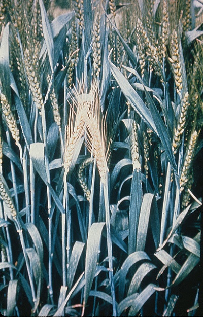 Wheat showing the "white head" condition typically produced by stem-boring insects, in this case caused by wheat stem maggot (Meromyza americana). Photo: CIMMYT