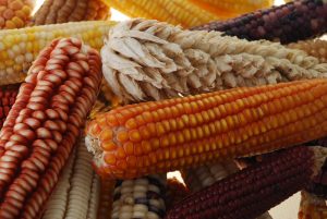 Native maize varieties, known as landraces, contain a broad amount of genetic diversity that could protect food security for future generations.