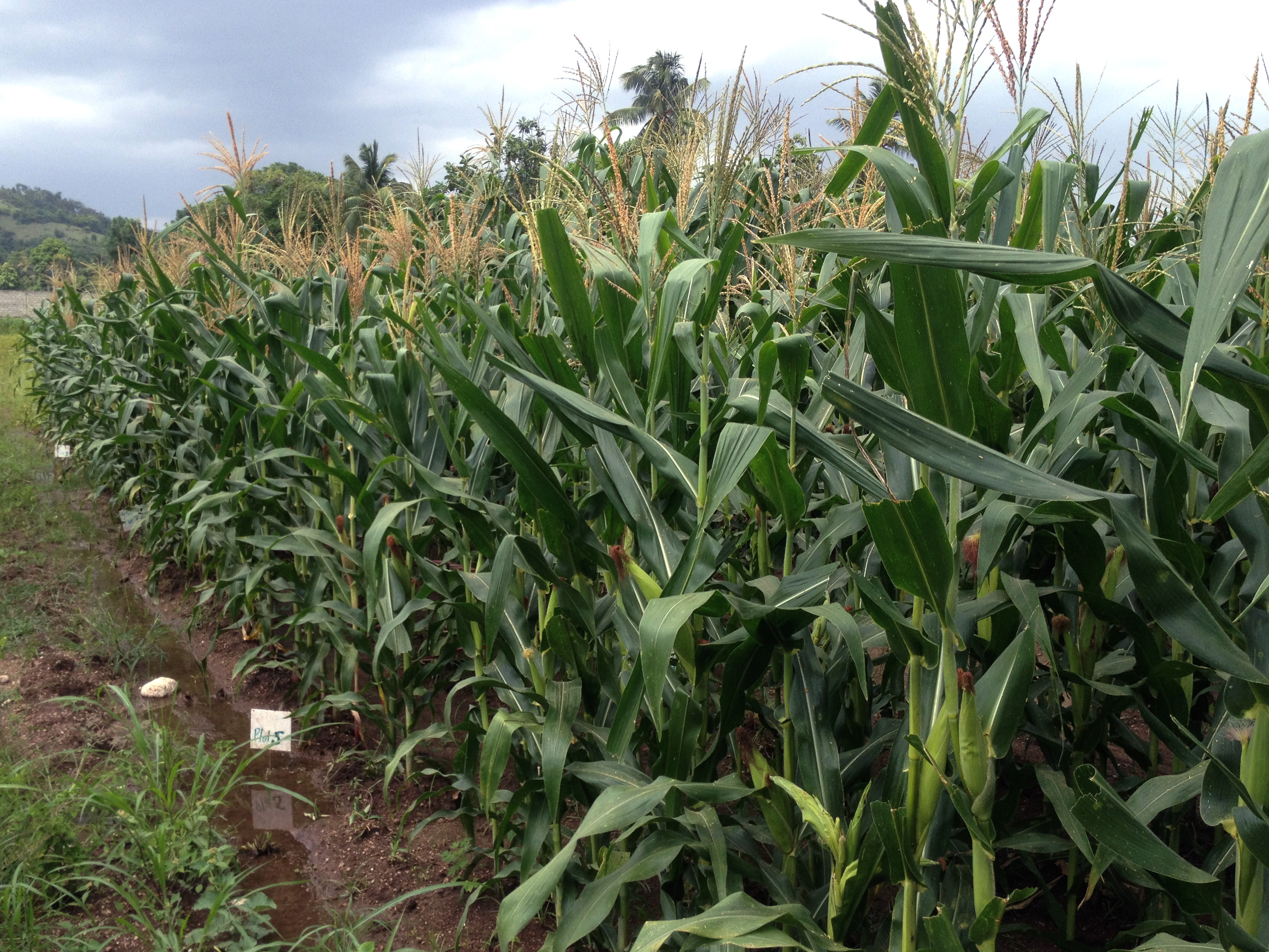 Hugo maize growing in Haiti. CIMMYT/Alberto Chassaigne