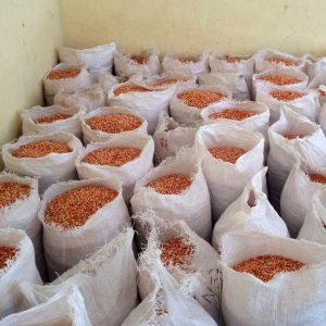Bags of Hugo seed in storage in Haiti.