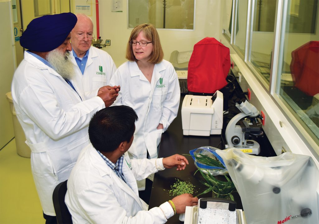 Kanwarpal Dhugga, CIMMYT lead of biotechnology opportunities demonstrates how to separate an immature embryo from a developing wheat seed to 2Blades Program Director Lynne Reuber and 2Blades Chairman Roger Freedman, while Mario Pacheco, biotechnology assistant, isolates the seeds from wheat ears harvested from the greenhouse in the Carlos Slim Biosafety Laboratory at CIMMYT headquarters in El Batan, Mexico. CIMMYT/Alfonso Cortés Arredondo