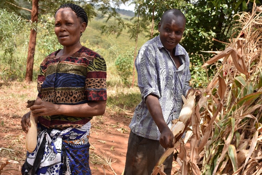 Mbula and her son Kivanga shell the cobs of KDV2 maize, an early maturing drought tolerant variety. 