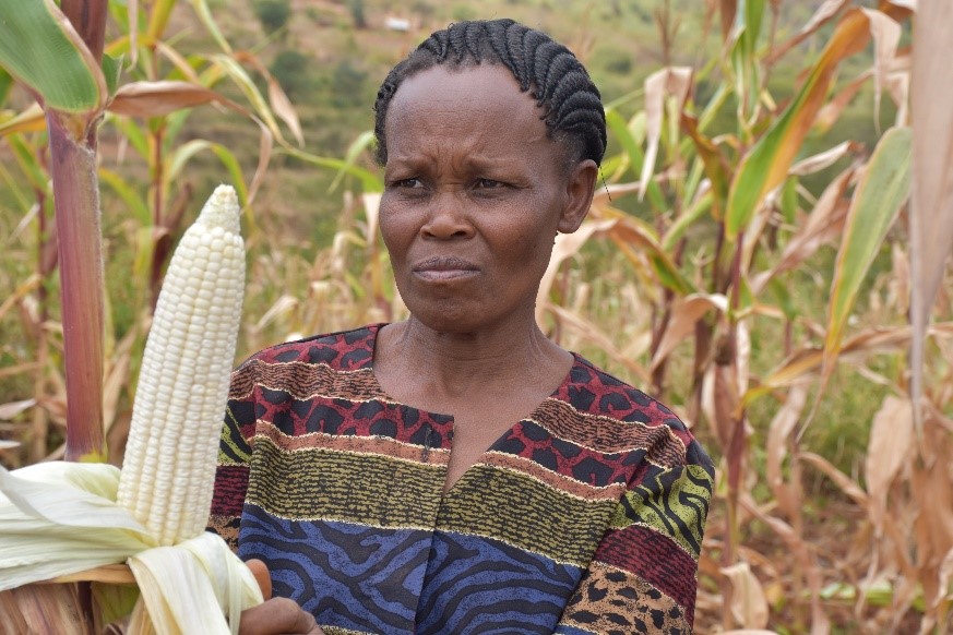 Mbula holds a full cob from the Drought Tego variety, expected to provide her and her family a successful harvest.